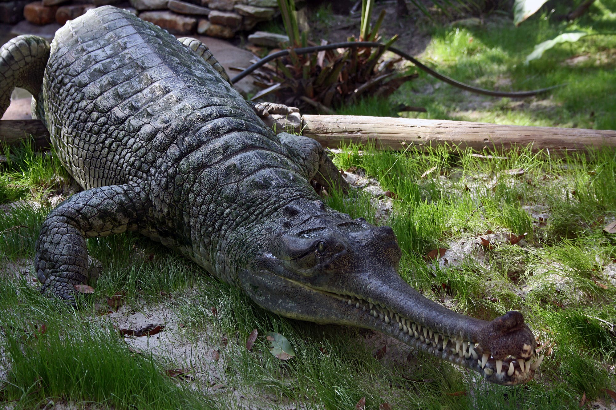 An Indian gharial (Gavialis gangeticus) shown from the side, with its long, thin snout clearly visib